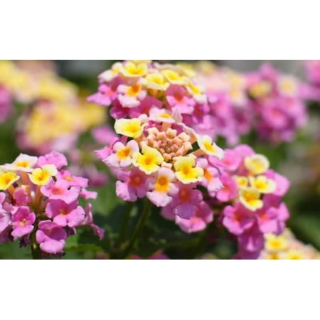 6 Hardy Lantana Mozelle Plants, Full Sun, Perennial Flowers, Steep Hill Garden (2.5" pots)