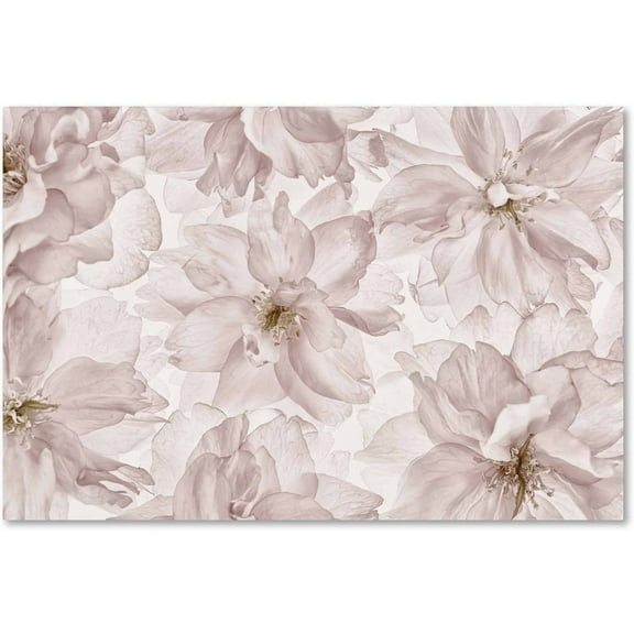 Trademark Fine Art 'Translucent Cherry Blossom' Canvas Art by Cora Niele