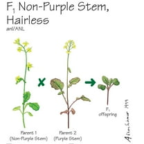 Wisconsin Fast Plants F1 Non-Purple Stem, Hairless Seed (F1 Anthocyaninless, Hairless), Pack Of 50