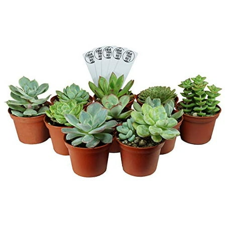 SucCuteLents Assorted Rosette Pack - Live Succulent Plant Fully Rooted in Planter Pots with Soil - Real Potted Succulents Cactus Decor (10 (Best Soil For Potted Plants)