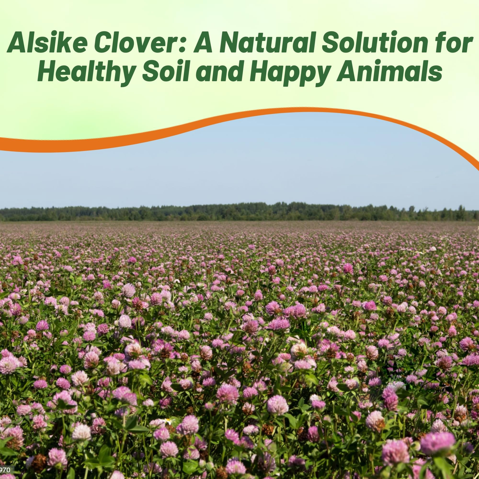 Outsidepride 10 lb. Biennial Alsike Clover Seed for Forage, Hay, Greenchop, & Grazing