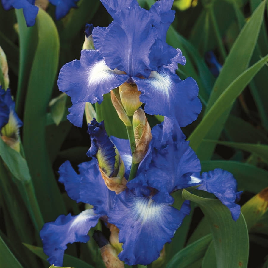 Van Zyverden Bearded Iris City Lights Set of 3 Plant Roots Multi-Color Part Sun
