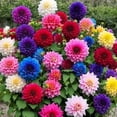 thumbnail image 2 of Dahlia, Low Maintenance - Easy Grow - Ideal for Beds Borders, Plant Pots & Planters, 2 of 5