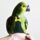 thumbnail image 3 of GOOHOCHY Pañal lavable para pájaros, traje de vuelo para pájaros pequeños, ropa protectora para pájaros, suministros para pájaros, 3 of 8