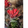 thumbnail image 2 of 50 Red INDIAN PAINTBRUSH Castilleja Indivisa Flower Seeds, 2 of 5