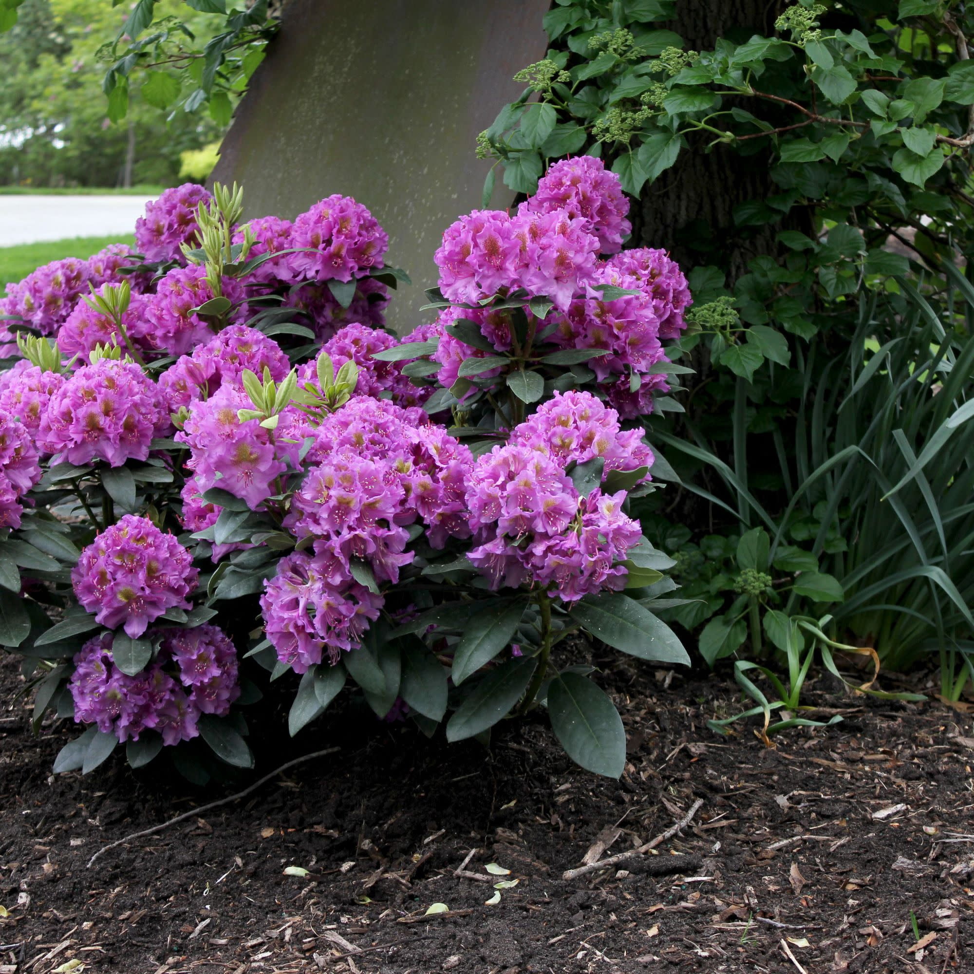 Proven Winners ColorChoice 5" Dandy Man Purple Rhododendron Live Plant in 4.5" Pot (4 Count)