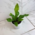 thumbnail image 5 of Asplenium Nidus Bird's Nest Fern, 4" Plant, The Plant Farm, 5 of 5