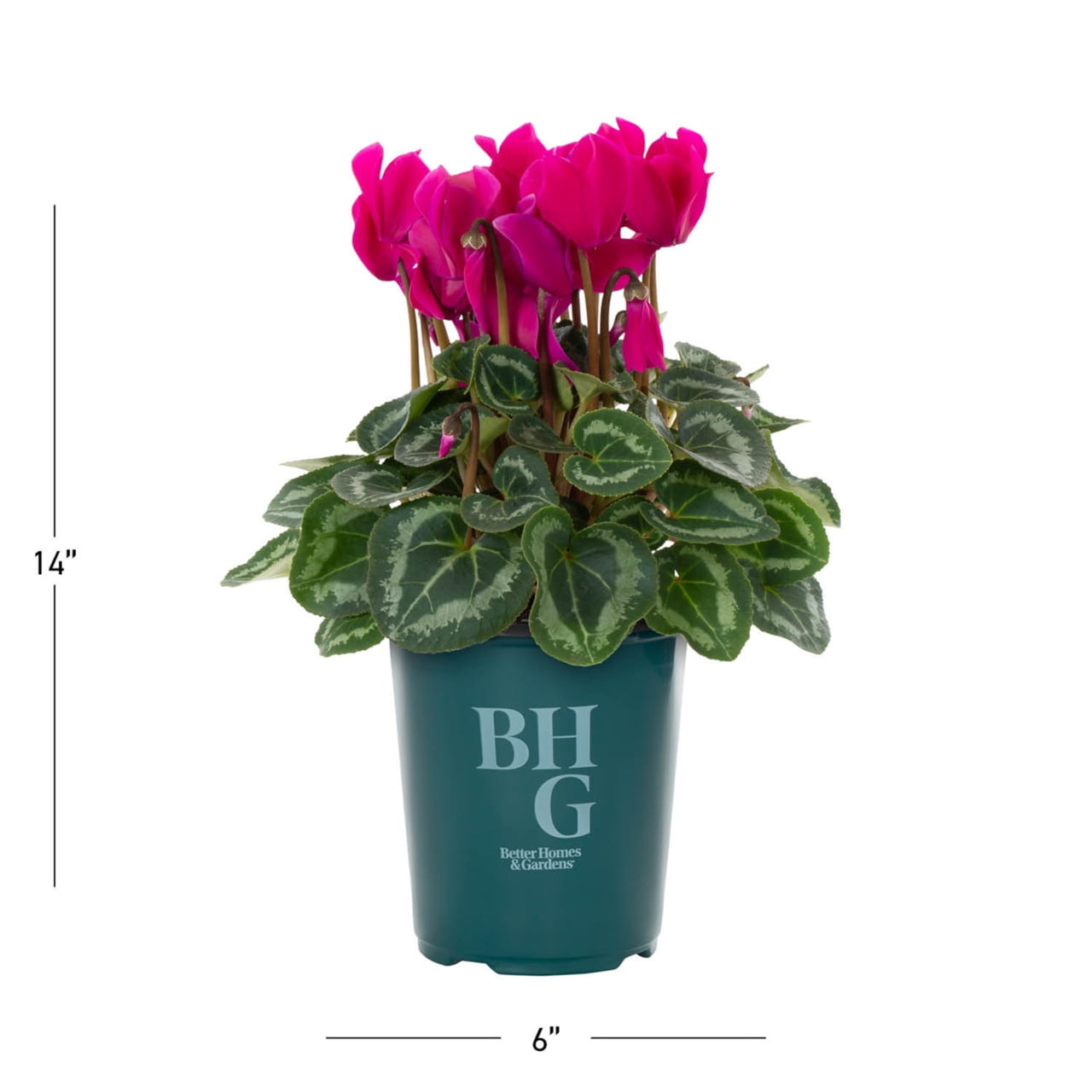 Better Homes & Gardens 1.5PT Purple Cyclamen Live Annual Plant Sun 5-Pack