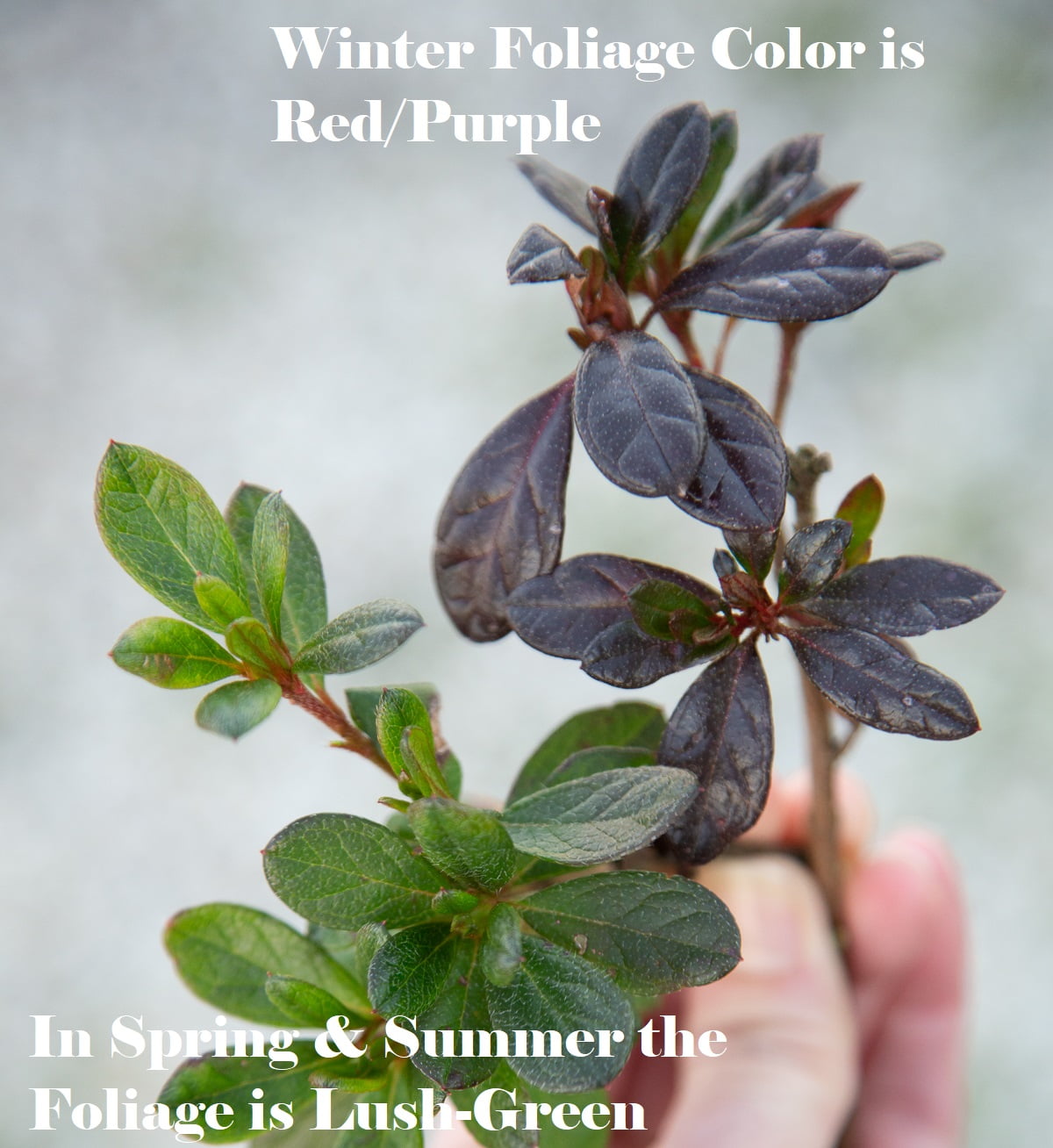 Encore Azalea Autumn Fire Live Shrub in 3-Gallon Grower Pot