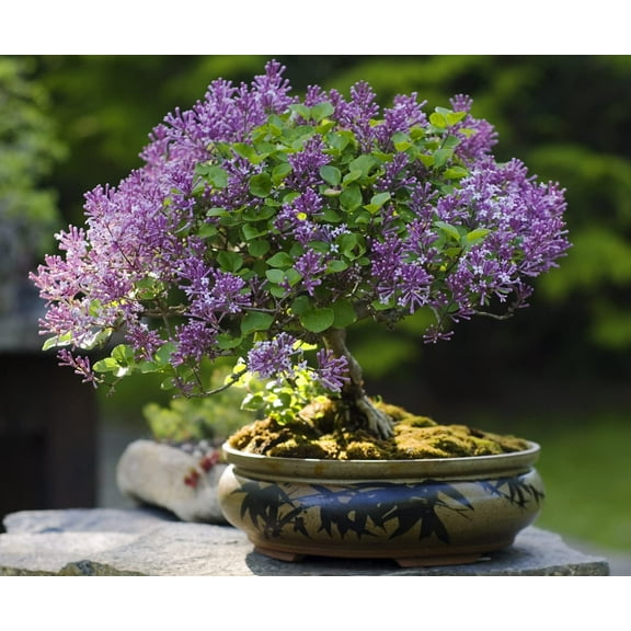 CZ 30 Lilac Bonsai Plant Seeds, Vibrant Purple Blooms