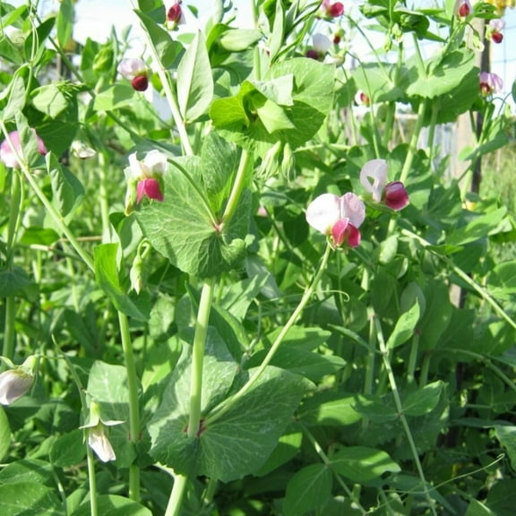 PAPAW'S GARDEN SUPPLY LLC. HELPING THE NEXT GENERATION GROW! Dwarf Grey Sugar Snow Pea 200 Seeds