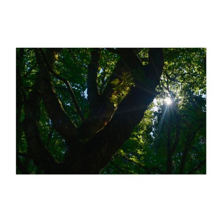 Looking Up Through the Tree Canopy - Portland Oregon Photography Forest Nature Woodland Scenic Woods Mystical Unframed Wall Art Print 4 x 6 inches