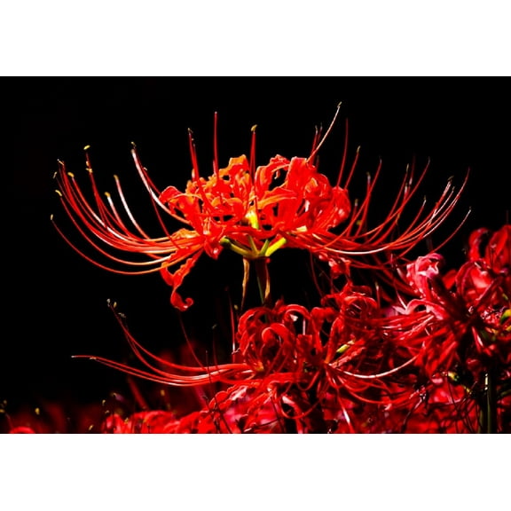 6 Heirloom Red Spider Lily (Lycoris Radiata) Bulbs, Fall Blooming Perennial - Ships from Iowa, USA
