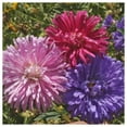 thumbnail image 4 of Everwilde Farms - 500 Crego Mixed China Aster Garden Flower Seeds - Gold Vault Jumbo Bulk Seed Packet, 4 of 5