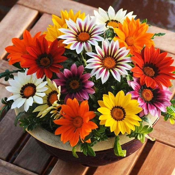 GSDWIUEW Treasure Flower Mix Seeds African Daisy Gazania Perennial Flowers for Planting 30 Seeds