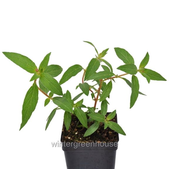 Cuphea Llavea, Torpedo, Bat-faced Cuphea, Red Cuphea - Pot Size: 3" (2.6x3.5") - Flowers, House Plants