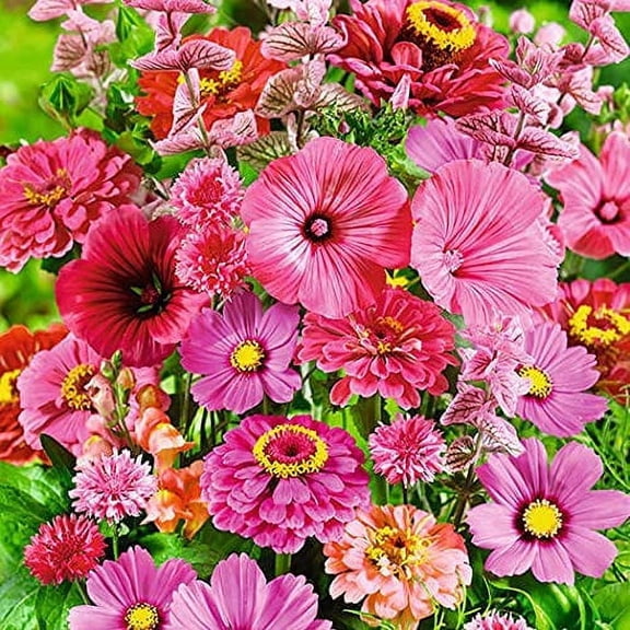 Pink Passion Wildflower Mix - 200  Seeds - Stunning All Pink Blend