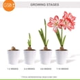 thumbnail image 7 of Garden State Bulb Blossom Peacock Double Amaryllis Flower Bulb, 26/28cm (Bag of 1), 7 of 7