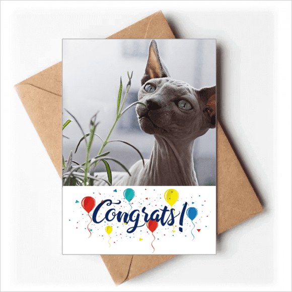 Cartes de Mariage Photographie Chat Gris Animal Fin Félicitations Enveloppes de Vœux