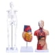 thumbnail image 2 of Modelo de esqueleto de torso de corazón ANGGREK Kit de modelo anatómico humano PVC respetuoso con el medio ambiente, 2 of 7