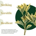thumbnail image 3 of 12 Silver King Euonymus, Live Shrubs - Hardy Variegated Evergreen Shrub, 3 of 9