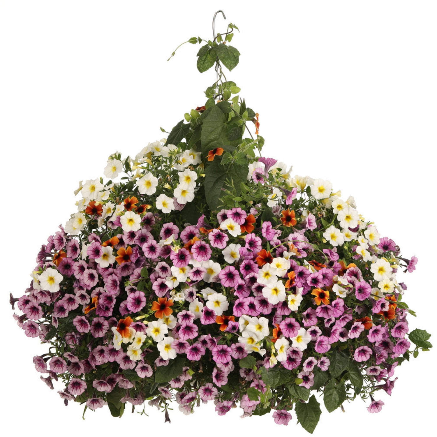 Proven Winners 8" Orange Tangerine Slice A-Peel Black-Eyed Susan Vine Live Plant in 6.5" Pot