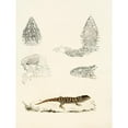 thumbnail image 2 of Sir Andrew Smith 19x24 Gold Ornate Framed and Double Matted Museum Art Print Titled - Cordylus Giganteus (Young) (1838-1849), 2 of 4