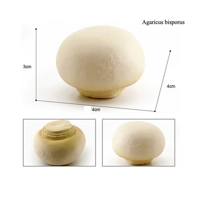 Simulation Montessori Around The World Building Mountain Plant Vegetable Fungi Mushroom Matsutake Model Figures Collection Toys