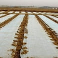 thumbnail image 3 of EcoNesxp Weed Barrier or Plant Cover Frost Protection FT 10419, 3 of 4