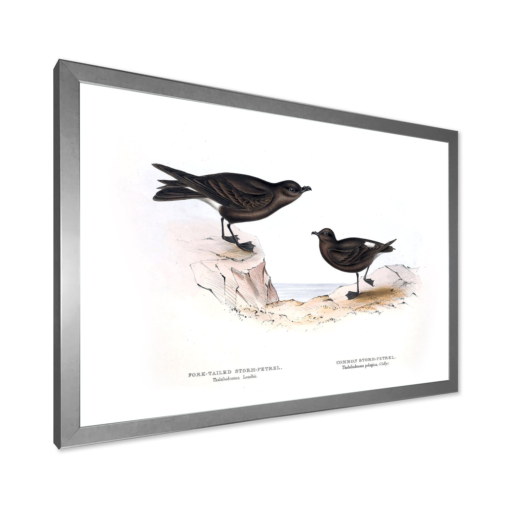 Designart 'Ancient Bird Of Europe III' Traditional Framed Art Print