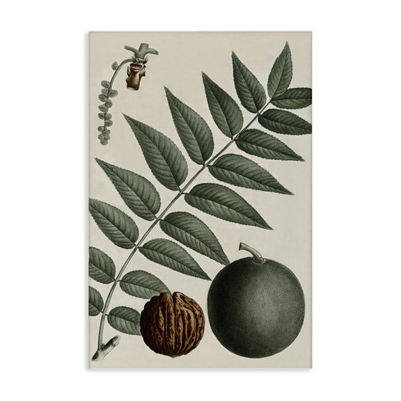 Stupell Industries Victorian Vintage Walnut & Leaf Canvas Art, 16 x 24, by Graffitee Studios