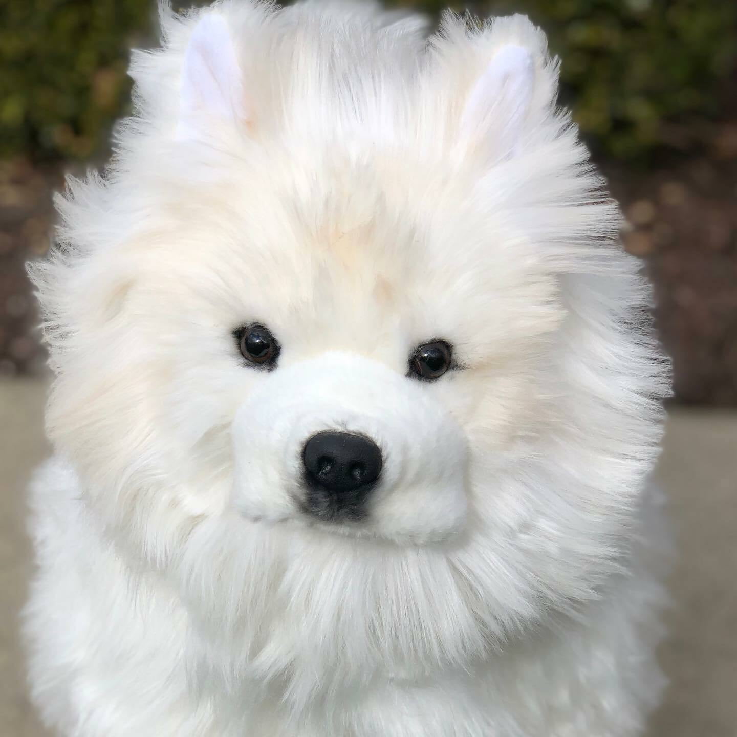 best toys for samoyed