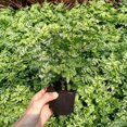 thumbnail image 3 of 50pcs Growth Plugs For Soilless Cultivation Strong Water Absorption Sowing Cubes For Water Cultivation, 3 of 5