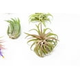 thumbnail image 5 of 12 Pack Assorted Ionantha Air Plants - Wholesale - Bulk - Live Tillandsia - Easy Care House Plants - Succulents - 30 Day Guarantee, 5 of 12