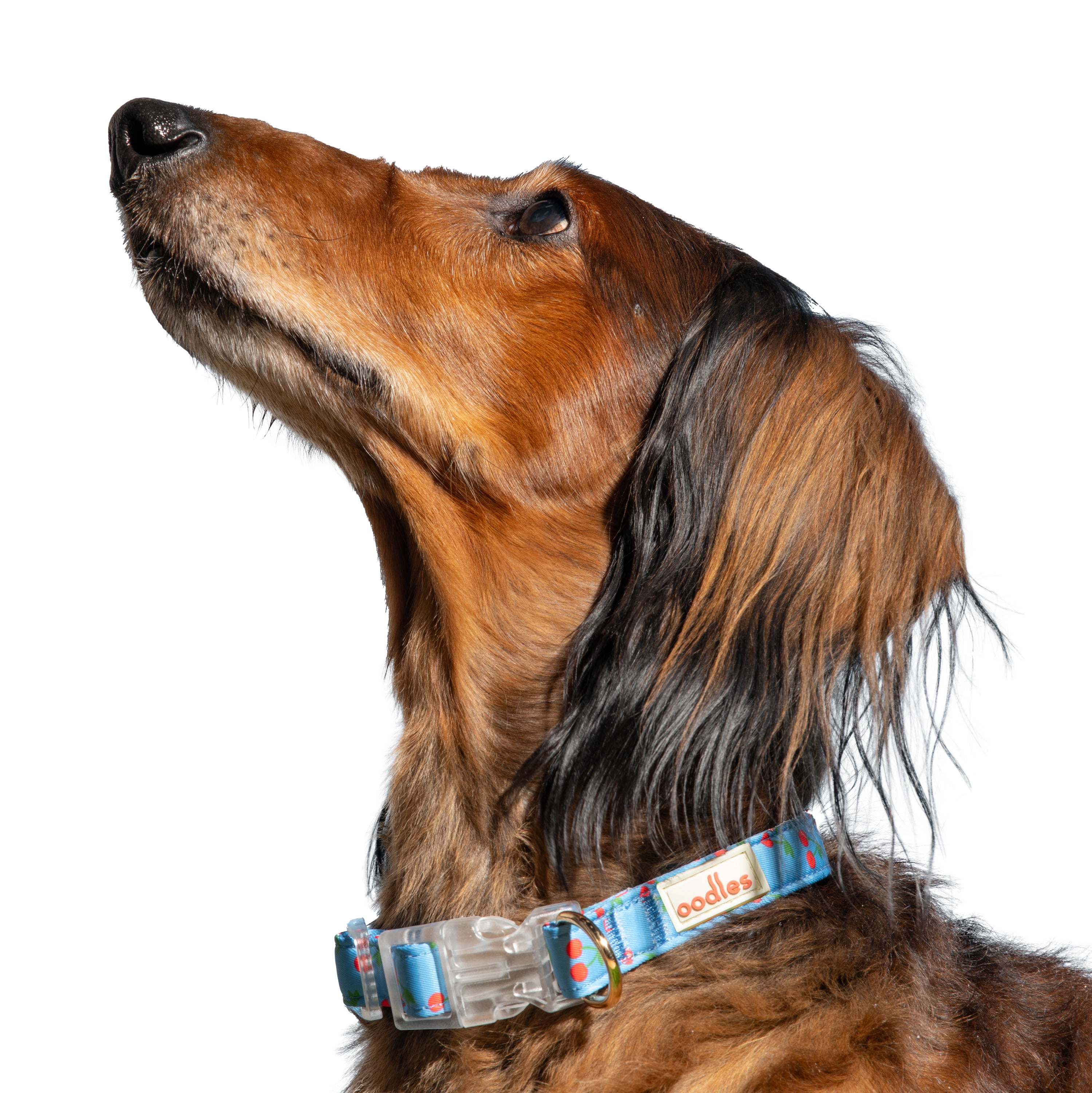 Oodles Blue Tart Cherries Adjustable Fashion Dog Collar, Medium