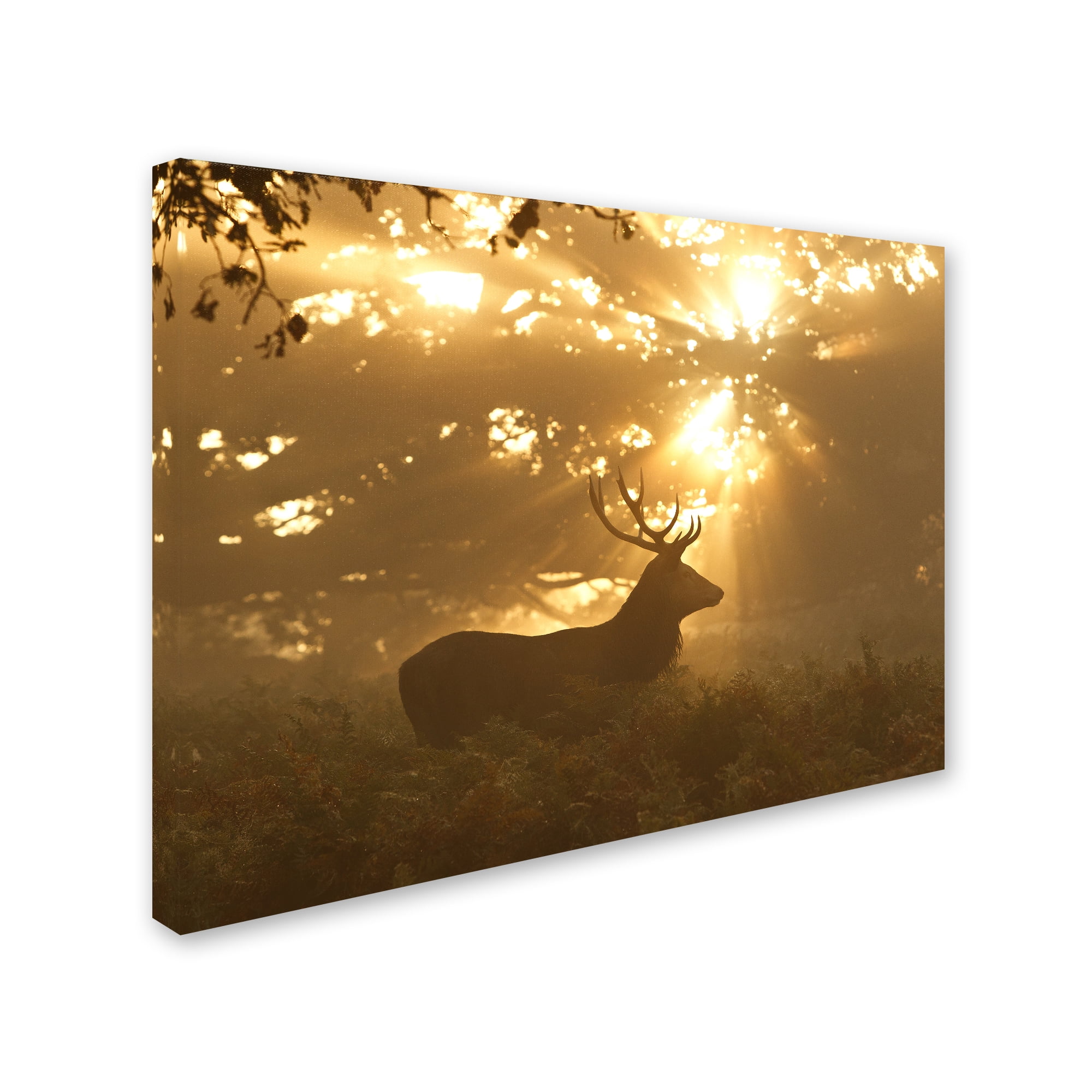 Trademark Fine Art 'Ghost Of The Forest' Canvas Art by Greg Morgan