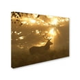thumbnail image 2 of Trademark Fine Art 'Ghost Of The Forest' Canvas Art by Greg Morgan, 2 of 3
