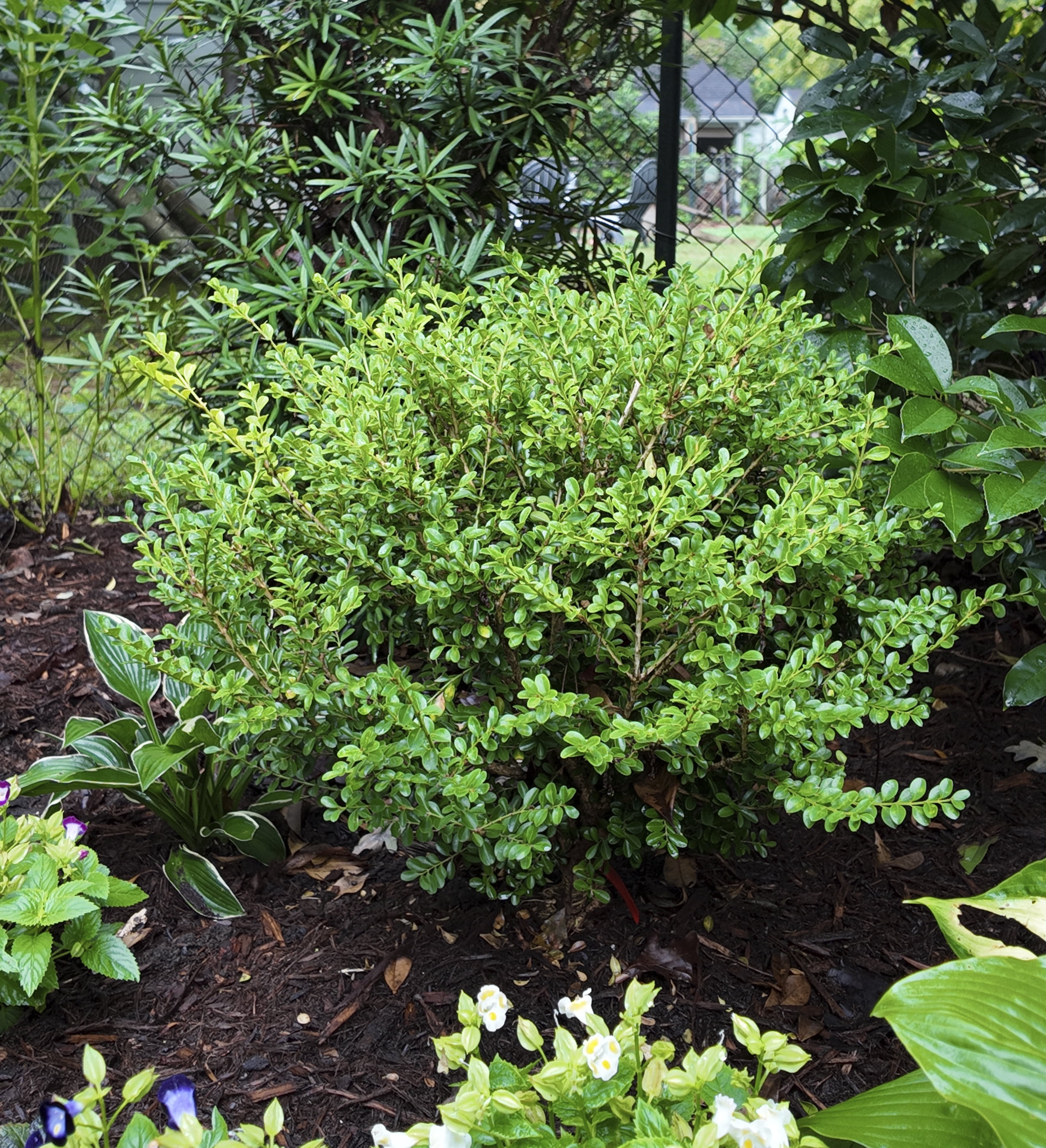 Better Boxwood Babylon Beauty (2.5 Qt.) Evergreen Full Sun Perennial Shrub with Glossy Green Foliage