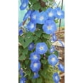 thumbnail image 2 of TomorrowSeeds - Heavenly Blue Morning Glory Seeds - 1500+ Count - For 2026 Planting USA Garden, 2 of 4
