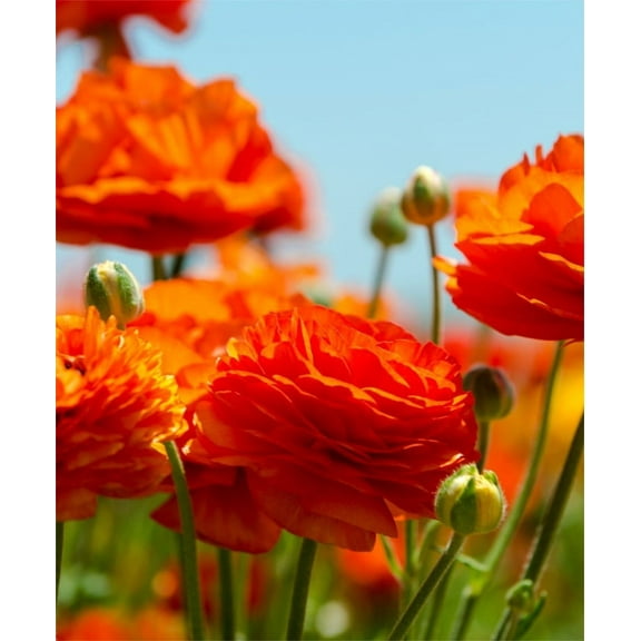 25 RANUNCULUS ORANGE SHADES BULBS