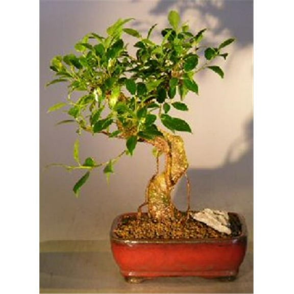 Bonsai Boy c1218 Ficus Retusa Bonsai Tree - Curved Trunk Style - Medium