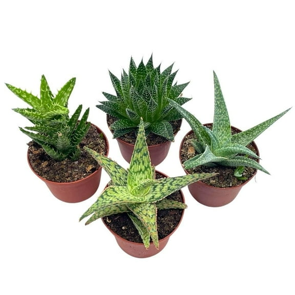 Aloe Variety Assortment, 3 inch pots, 4 Different Aloe Succulents, Full Sun