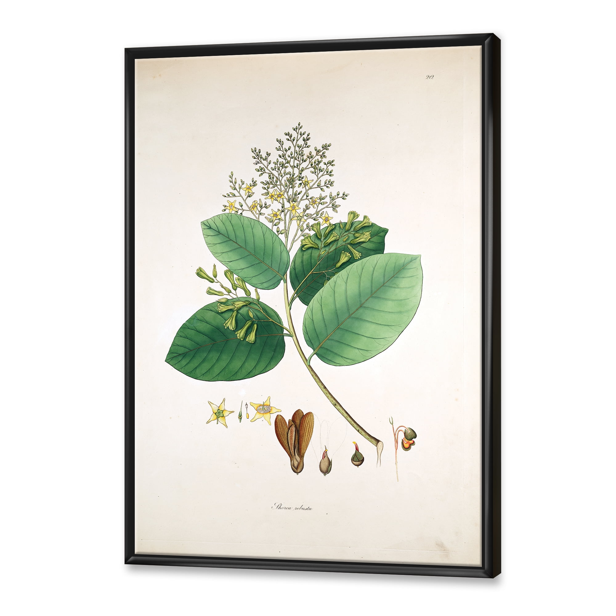 Designart 'Ancient Botanicals III' Farmhouse Framed Canvas Wall Art Print
