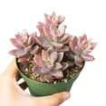 thumbnail image 2 of Graptosedum California Sunset Purple Succulent (4"+ Plastic Pot) - Tiny, Lovely, Easy to Care Succulent for Beginner - Live Succulent for Home Office, 2 of 7