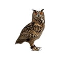 thumbnail image 1 of CHENMEI Dorugage Owl Bird Scare Flat Scarers with Reflective Tape for Garden, 1 of 4