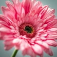 thumbnail image 2 of 25"H Sullivans Beautiful Pink Gerbera Daisy, Pink, 2 of 3