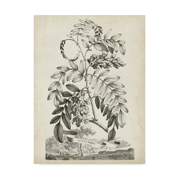 Scenic Botanical I' Canvas Art by Abraham Munting