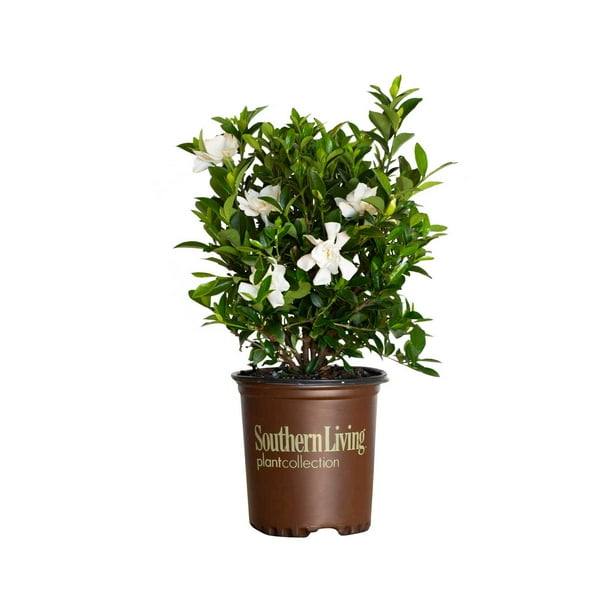 Jubilation Gardenia (2.5 Quart) Flowering Evergreen Shrub with Fragrant