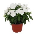 thumbnail image 3 of planta natural vinca 31.8 x 12.6 cm maceta de plástico, 3 of 6