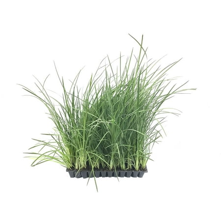 African Iris Yellow - 60 Live Plants - Dietes Vegeta - Drought Tolerant Groundcover Grass